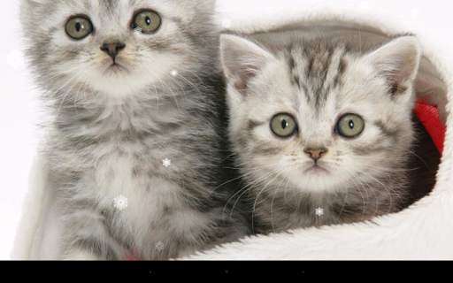 Christmas Cat Live Wallpaper screenshot 6