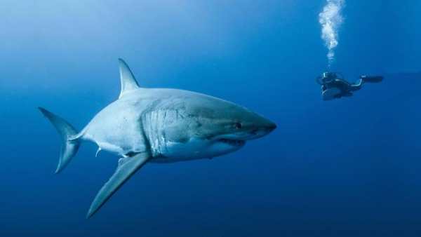 Tiger Shark Live Wallpaper screenshot 2