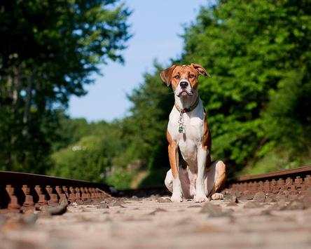 Petworld Dog Jigsaw Puzzles screenshot 3