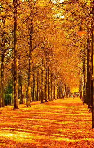 Autumn Wallpaper screenshot 3