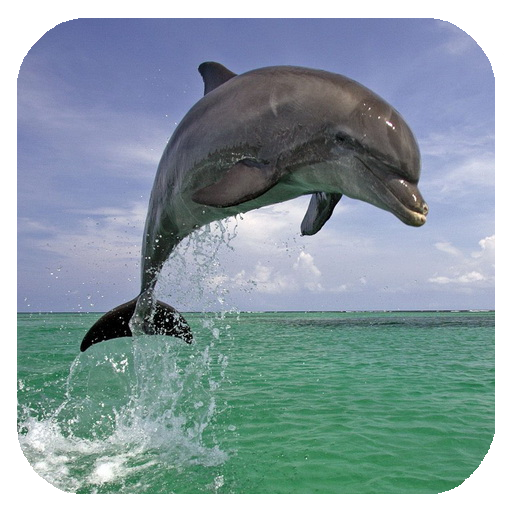 Dolphin 3d. Video Wallpaper icon