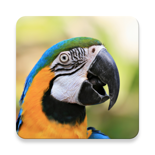Parrot Bird Sound Collections ~ Sclip.app icon