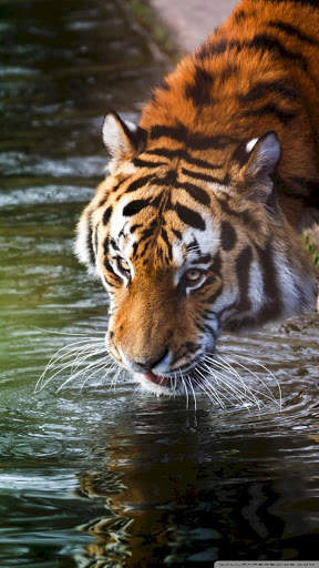 Tiger Wallpapers 4K screenshot 7