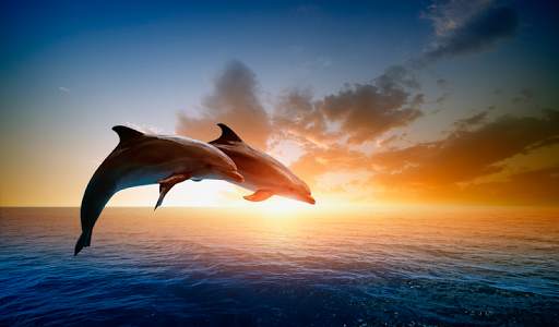 Dolphin Wallpapers HD (backgrounds & themes) screenshot 6
