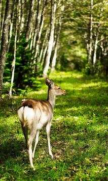 Deer wallpapers screenshot 2
