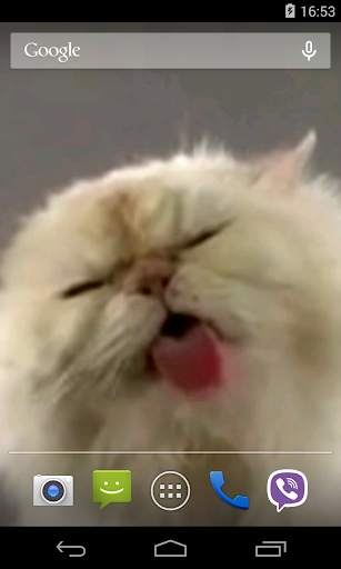 Cat screen licks Video LWP screenshot 4