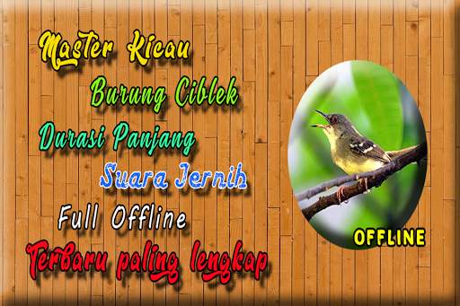 Suara Burung Ciblek Gacor MP3 screenshot 1