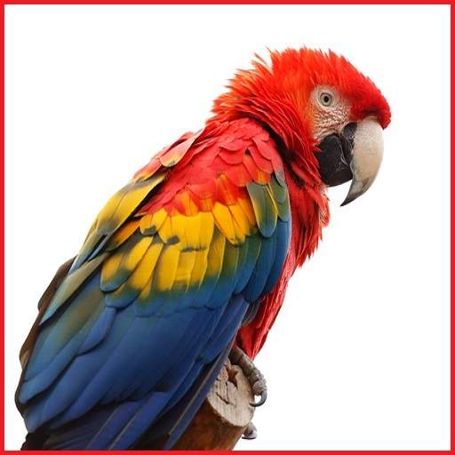 Animals and Birds 1.0.10