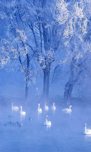 Swan Live Wallpaper : 7fon & LWP screenshot 3