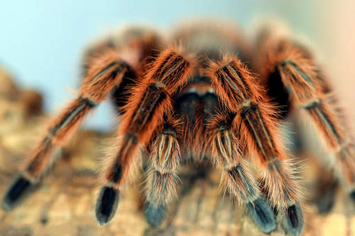 Spider Live Wallpaper (Wallpapers & Backgrounds) screenshot 4