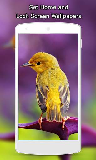 Birds Wallpaper HD स्क्रीनशॉट 2