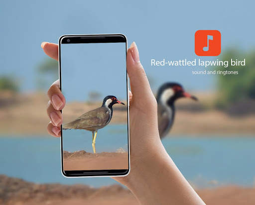 Red-wattled lapwing Bird Sounds screenshot 1