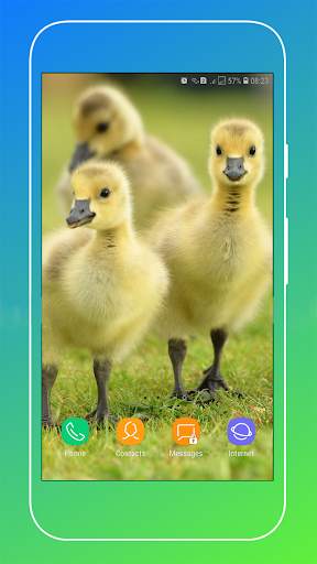 Duck Wallpaper screenshot 8