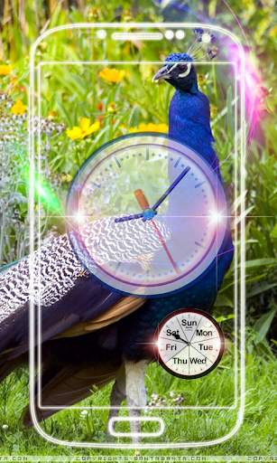 Peacock Clock Live Wallpaper screenshot 1