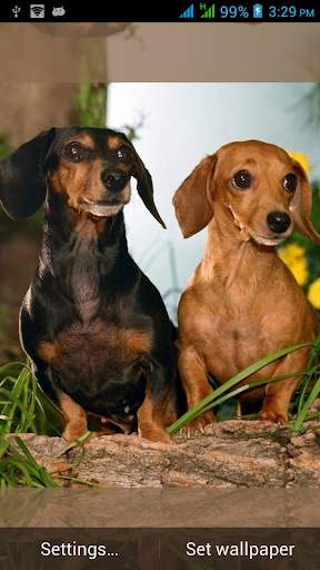 Multi Screen Dogs Live Images (Pro) screenshot 8