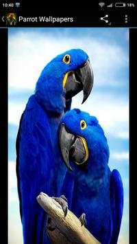 Parrot Wallpapers 2 تصوير الشاشة