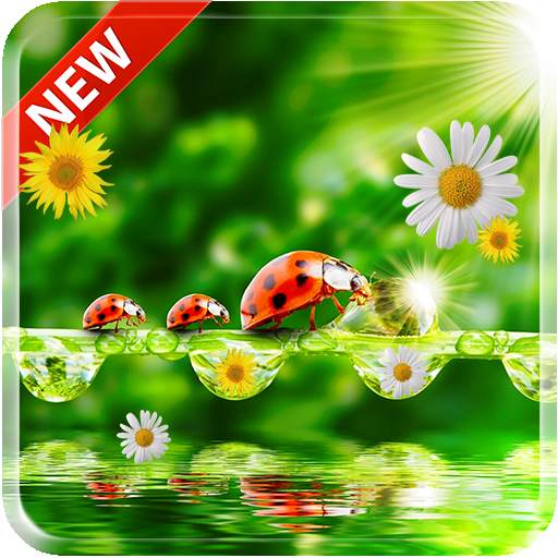 Ladybug 3D Live Wallpaper 1.0