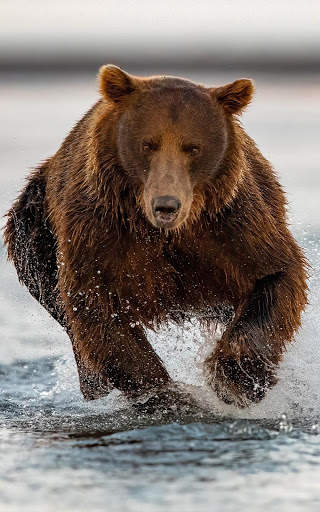 Bear Wallpapers | hd backgrounds screenshot 6