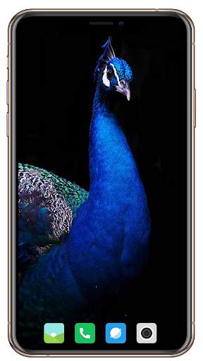 Peacock HD Wallpaper screenshot 3