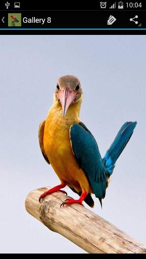 Birds Galleries screenshot 7