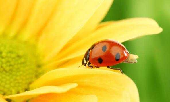 Ladybug wallpapers screenshot 2