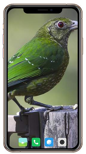 Bird HD Wallpaper screenshot 5