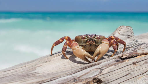 Crab Wallpapers screenshot 10