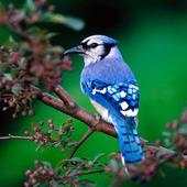 Beautiful Birds Wallpapers HD2 1.0
