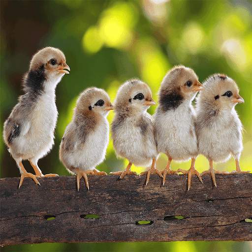 HD Jigsaw Puzzle Game - JigJig™ screenshot 6