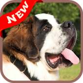 St Bernard Wallpaper logo