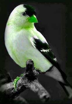 Bird HD Wallpaper screenshot 11