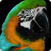 Parrot Bird Call Sounds Ringtone 2.6.9