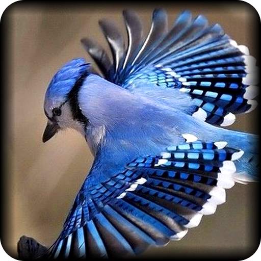 Bird Sounds and Ringtones 1.0