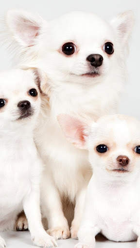 Chihuahua Wallpaper HD & 4k Backgrounds screenshot 1