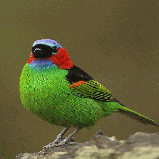 Colorful Bird Live Wallpaper icon