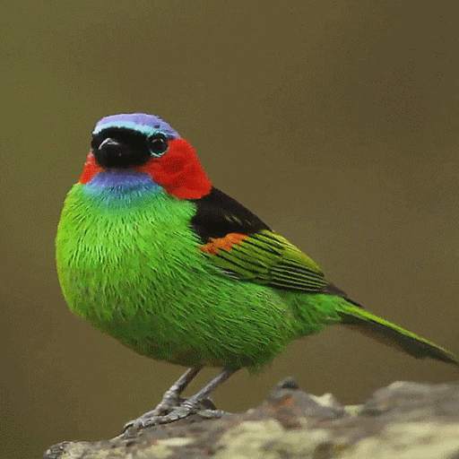 Colorful Bird Live Wallpaper 3