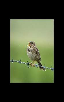 My Photo Wall Singing Bird LWP screenshot 1