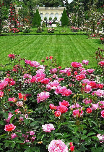 Rose Garden Wallpaper screenshot 4
