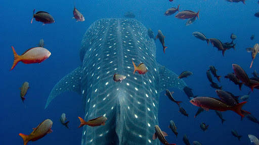 Whale Shark. Wallpapers screenshot 2