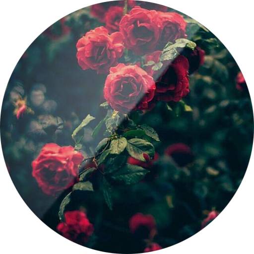 Tema-SXP Flores Rojas 1.0.2