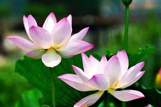 Lotus 3D Live Wallpaper HD screenshot 1