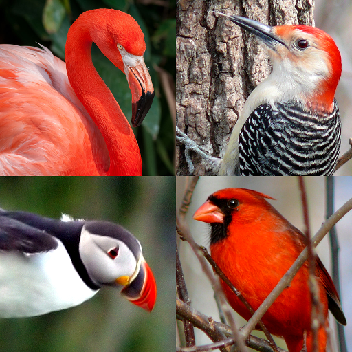 Bird World - Famous Birds Quiz icon