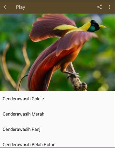 Kicau Burung Cenderawasih screenshot 2