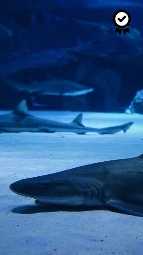 Shark Wallpapers - FREE screenshot 1