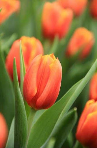 Flower Tulip HD screenshot 3