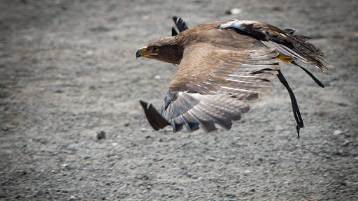 Eagle Live Wallpaper : 7fon & LWP screenshot 12
