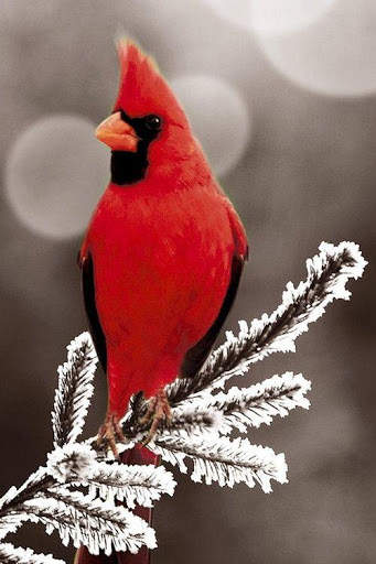 nature wallpaper 2021 screenshot 2