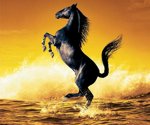 Horse Live Wallpaper screenshot 1