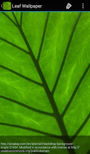 Leaf Wallpaper screenshot 4