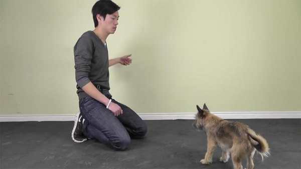 Dog Training Video screenshot 2